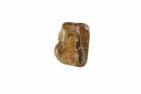 Partial Triceratops Shed Tooth - Montana #72506-1